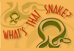 Ohio snake identification guide